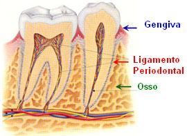 periodonto